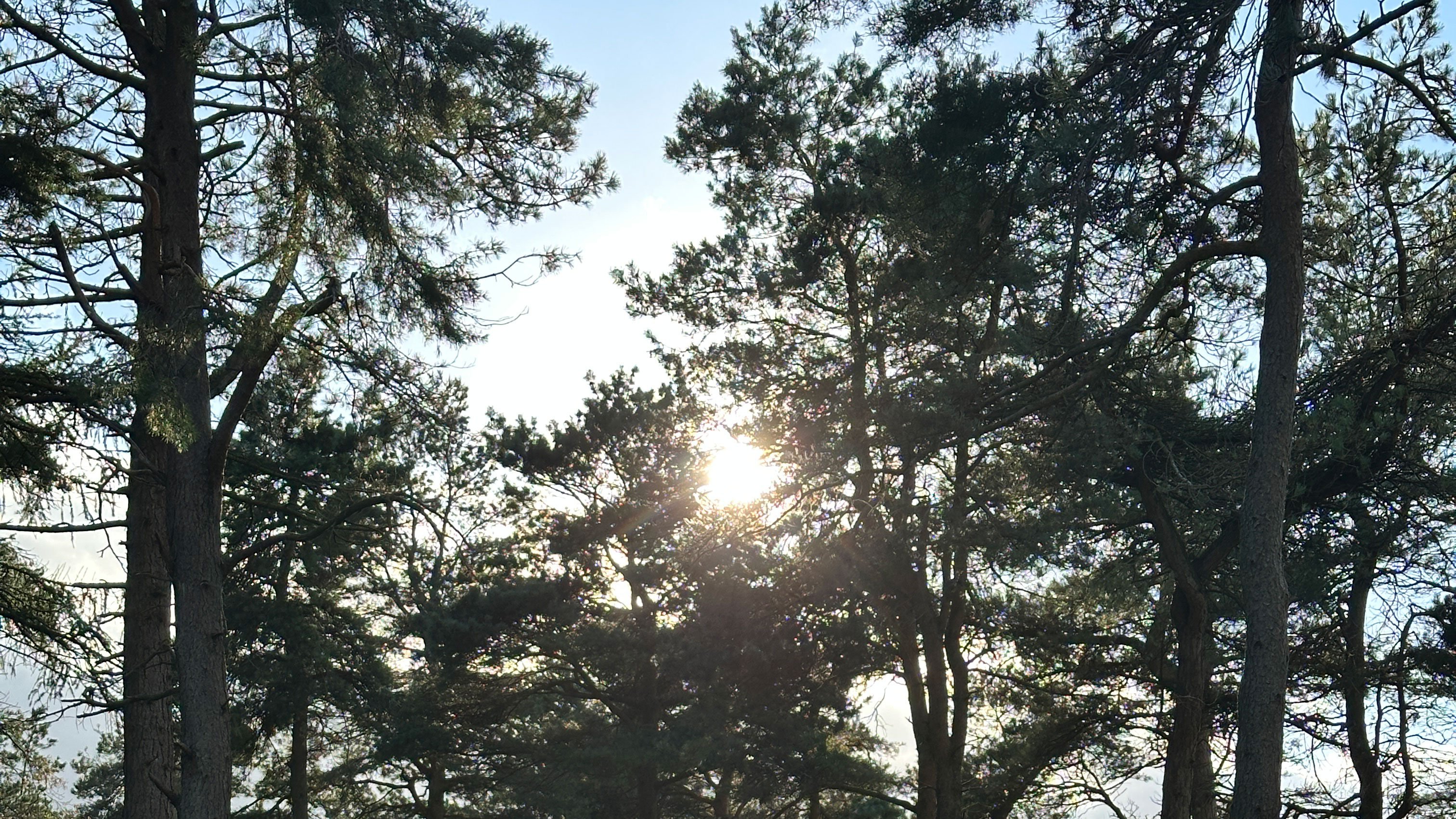 The CEO’s Dilemma: Do You Need a Full-Time COO, or Is There a Better Way?